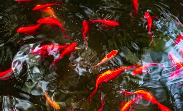 鱼食的配方自己怎么配