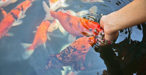鱼食的配方自己怎么配