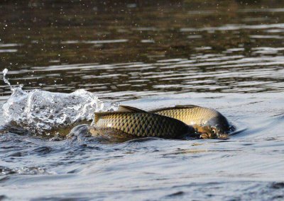 鱼怎么繁殖下一代 鱼的繁殖对正常垂钓活动会产生影响