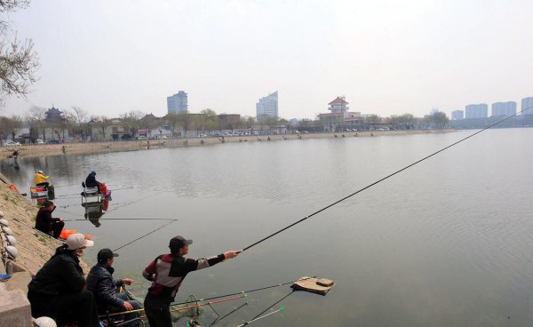 鱼怎么繁殖下一代