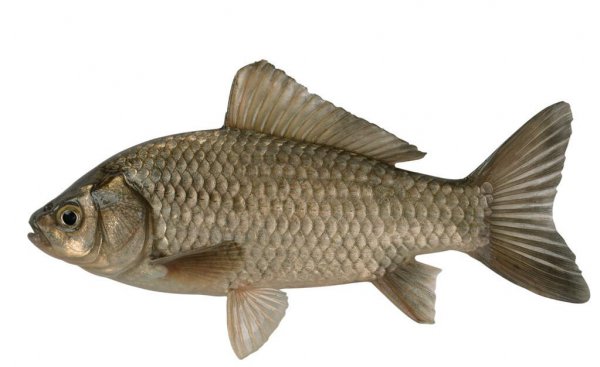 鱼怎么繁殖下一代