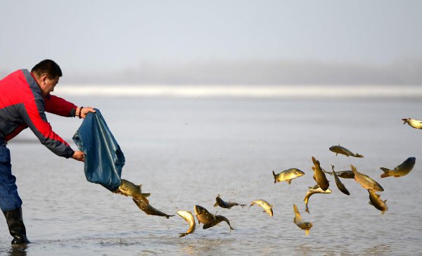鱼怎么繁殖下一代