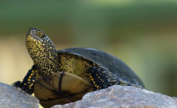 乌龟最多能饿几天