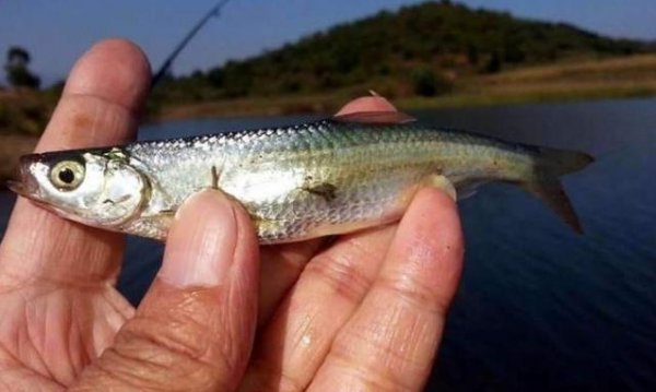 河里的小白条是什么鱼