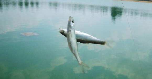 河里的小白条是什么鱼