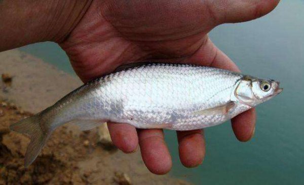河里的小白条是什么鱼