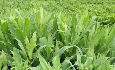 鹅吃什么草最好 家里养的大鹅最喜欢吃什么牧草