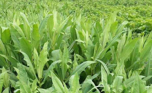 鹅吃什么草最好