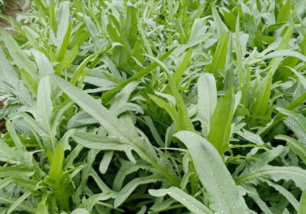 鹅吃什么草最好