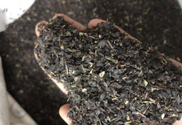 鹅吃什么草最好