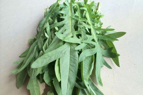 鹅吃什么草最好