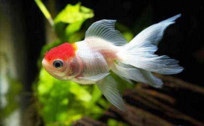 金鱼掉鳞片是什么原因 这种情况会导致金鱼的死亡吗