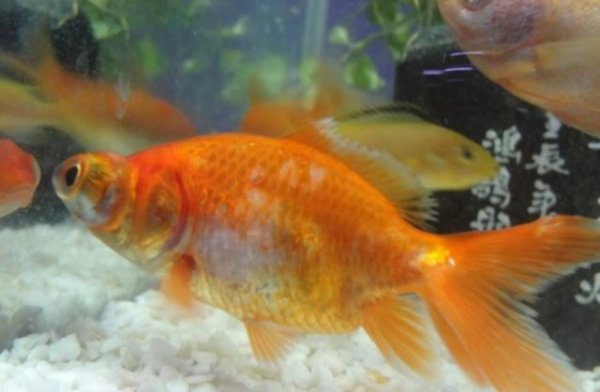 金鱼掉鳞片是什么原因