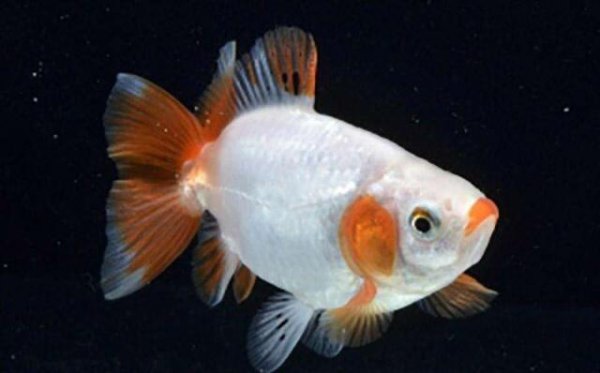 金鱼掉鳞片是什么原因