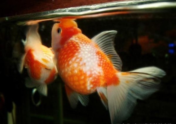 金鱼掉鳞片是什么原因