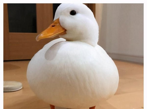 小鸭子认主人吗是什么品种