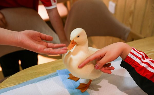 小鸭子认主人吗是什么品种