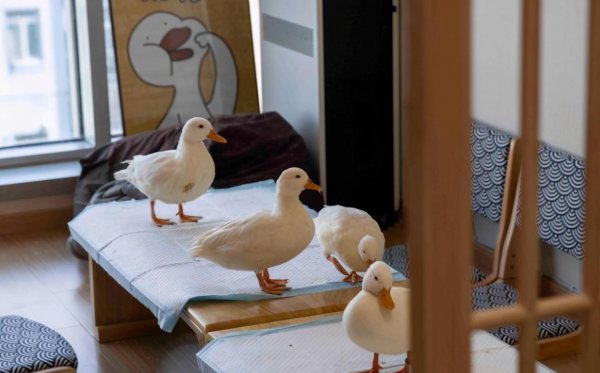 小鸭子认主人吗是什么品种