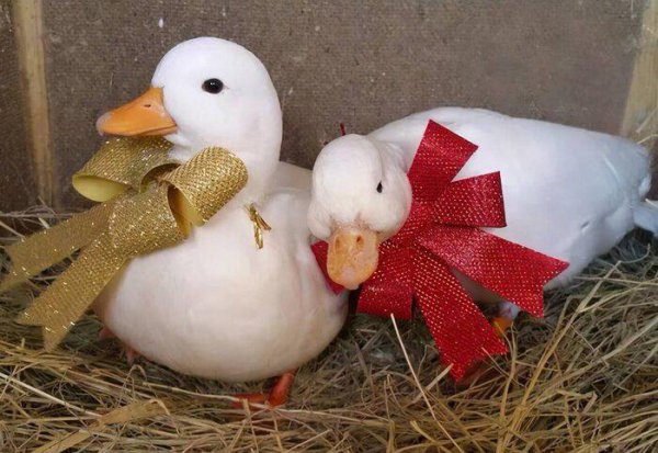 小鸭子认主人吗是什么品种