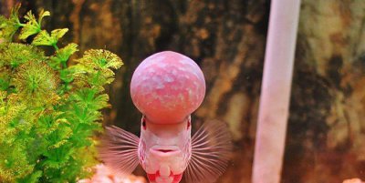 为什么不能随便养罗汉鱼 养殖罗汉鱼的难度有多大