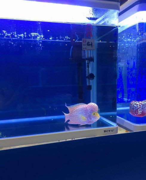 为什么不能随便养罗汉鱼