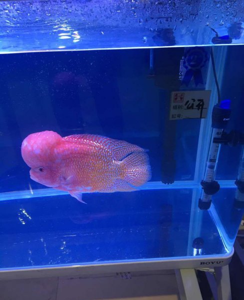 为什么不能随便养罗汉鱼