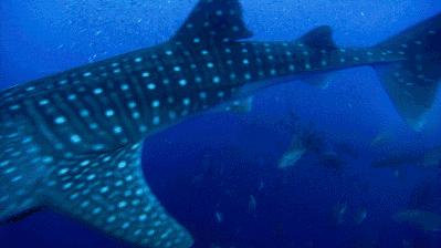 鲨鱼吃什么食物为主