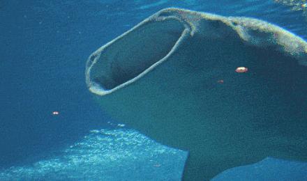 鲨鱼吃什么食物为主