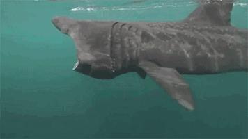 鲨鱼吃什么食物为主