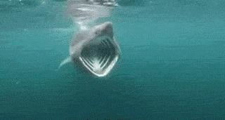 鲨鱼吃什么食物为主