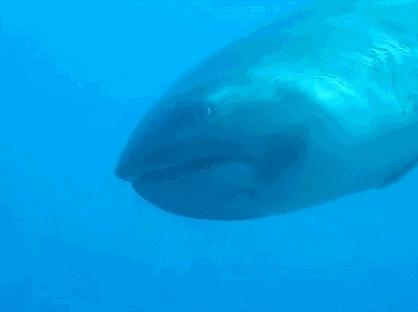 鲨鱼吃什么食物为主