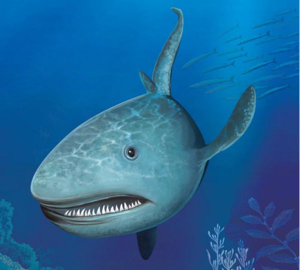 鲨鱼吃什么食物为主