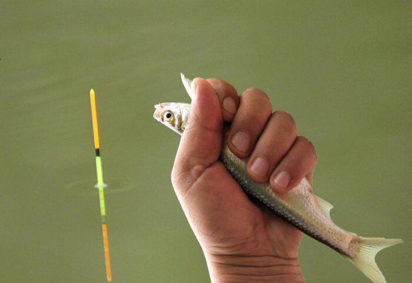 带钩调漂最简单的正确方法