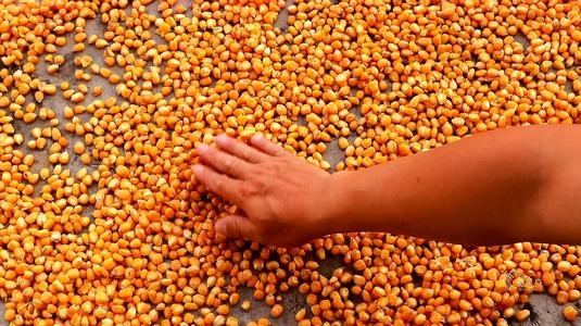 老坛玉米窝料的制作方法