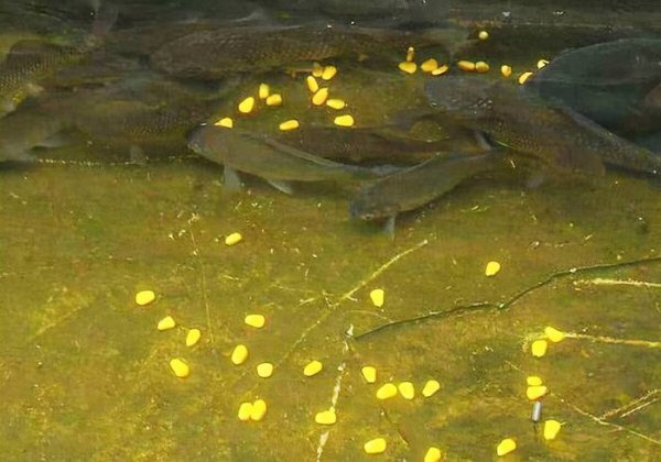 打窝是什么意思