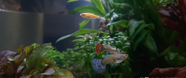 鱼缺氧死亡最明显的特征