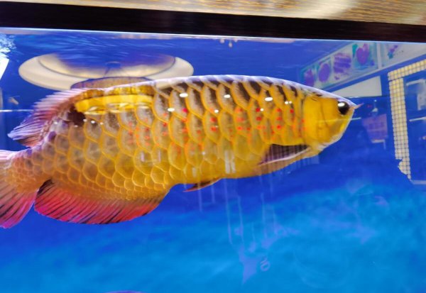 鱼缺氧死亡最明显的特征