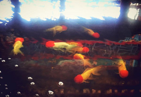 鱼缺氧死亡最明显的特征