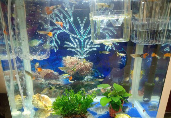 鱼缺氧死亡最明显的特征