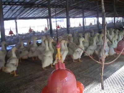 养鸭不死绝招 翟老板如何做出养鸭出栏成活率高的