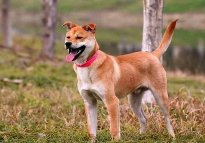 中华田园犬12个品种图 中国土狗都有哪几个品种