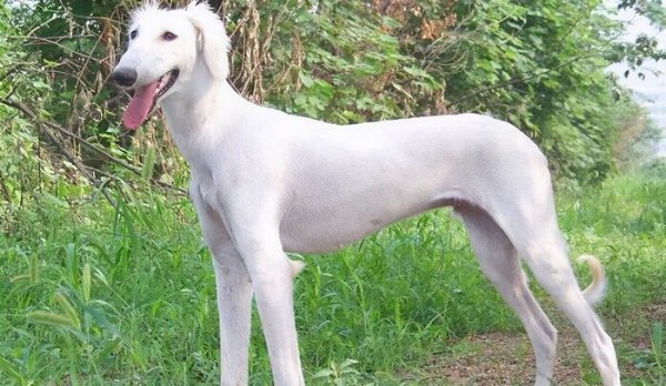 中华田园犬12个品种图