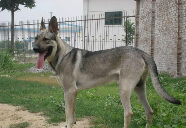 中华田园犬12个品种图