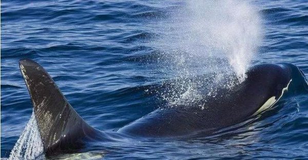 鲸鱼怎样生孩子的