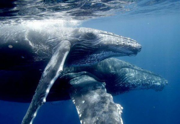 鲸鱼怎样生孩子的