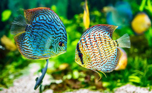 鱼缸养水的正确方法