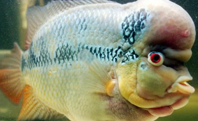 罗汉鱼的养殖方法和注意事项 罗汉鱼基本知识和饲养方法