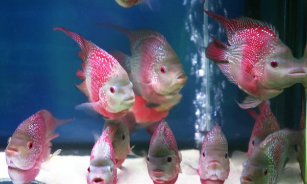 罗汉鱼的养殖方法和注意事项