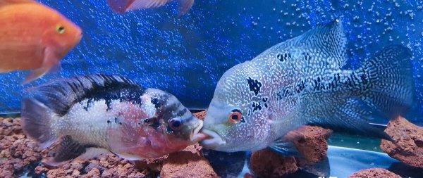罗汉鱼的养殖方法和注意事项