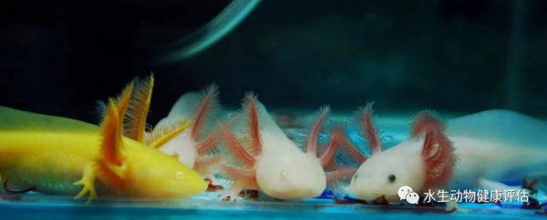 六角恐龙鱼怎么养最好